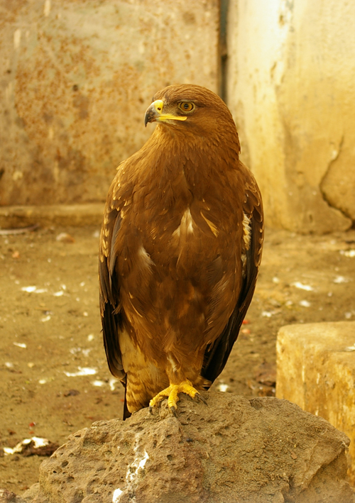 © Khachatur Martirosyan - Falcon in thoughts - Ястреб в раздумии