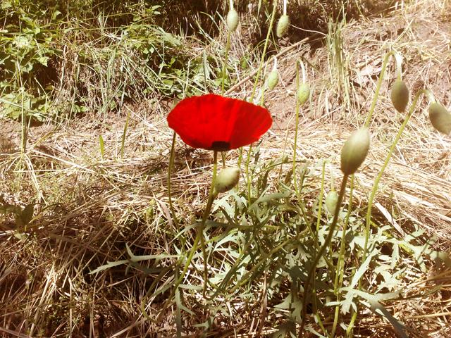 © Roman-Vahram Margaryan - Glam Flower