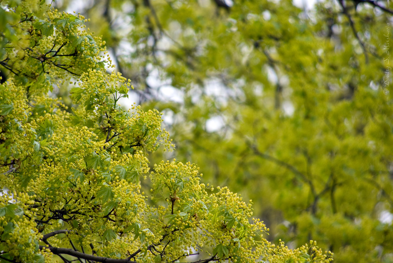 © Dmitry S. Marshavin - Maple blossoms