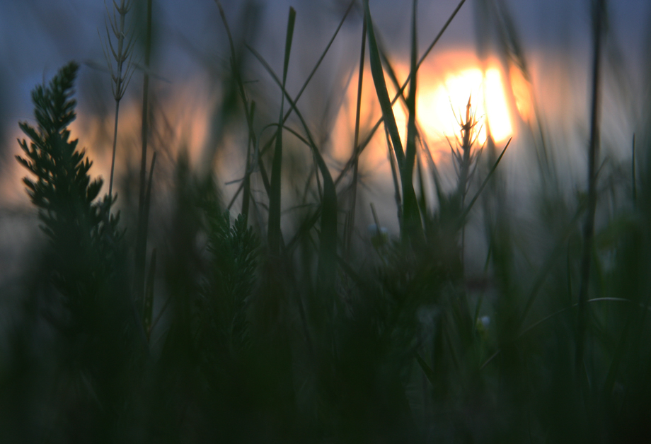 © Shushan Harutyunyan - закат сквозь траву