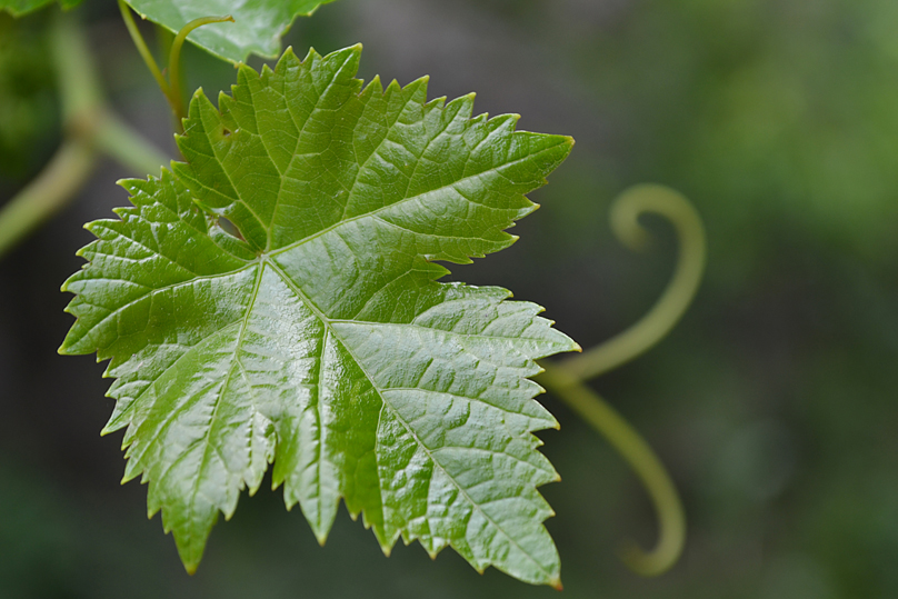 © Arevik Hambardzumyan - Leaf of grapes