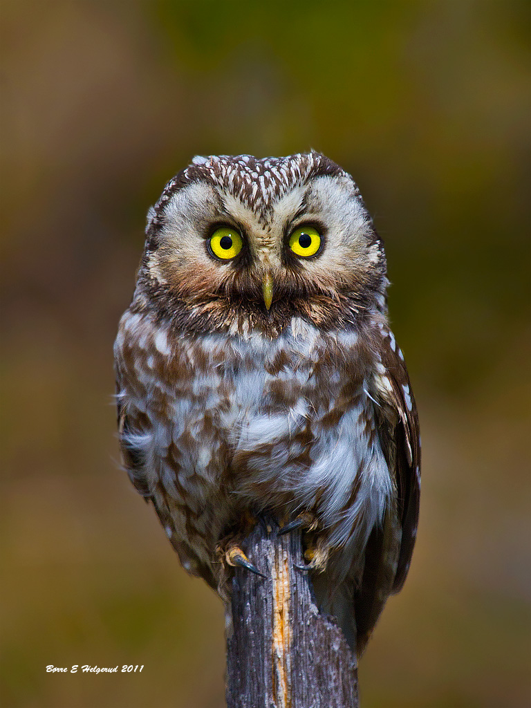 © Børre Eirik Helgerud - Tengmalm's Owl