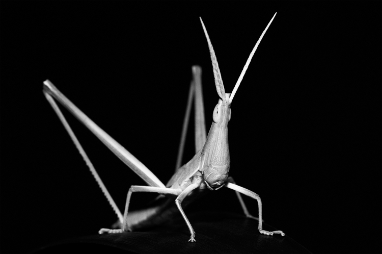 © Hayk Shalunts - Longhead grasshopper.