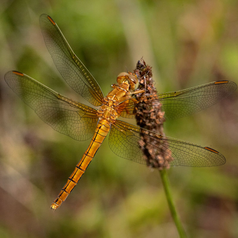 © Mihai Zegrea - dragonfly