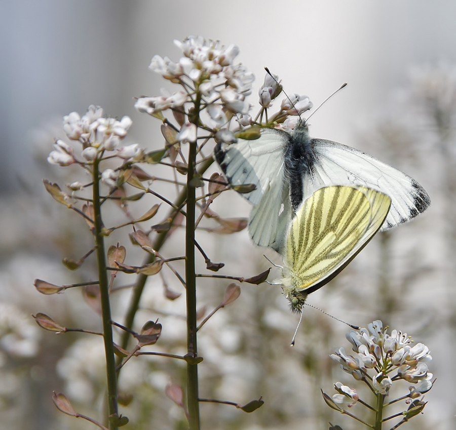 © Aina Jerstad - Butterflies mating