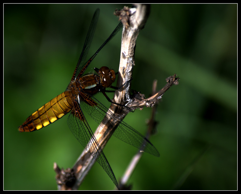 © muresan andrei - dragon fly