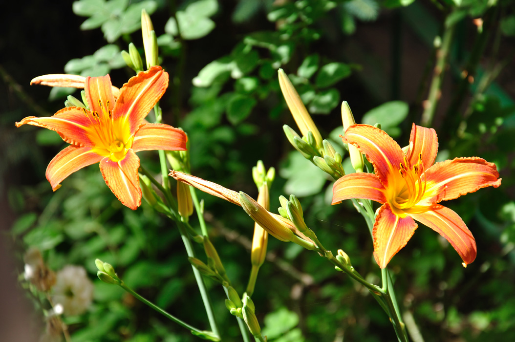 © Khachatur Martirosyan - Lilies in the sun