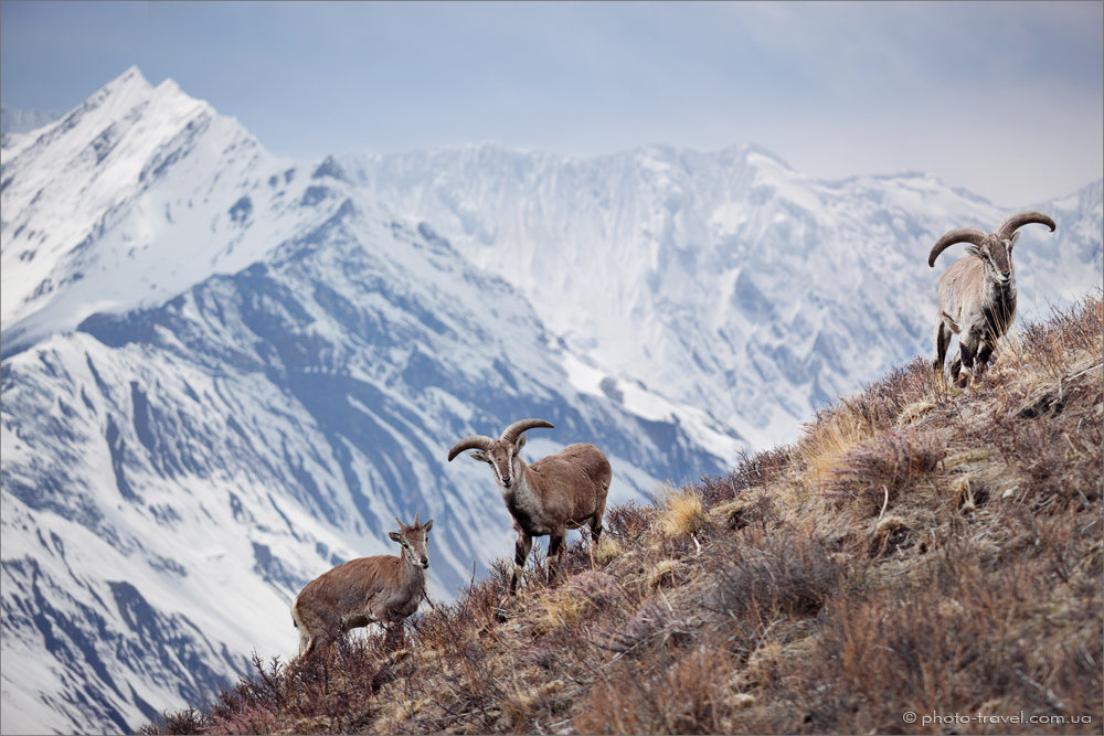 © Anton Jankovoy - The bharal or Himalayan blue sheep