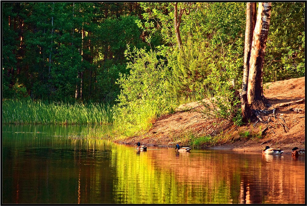 © Irina Myuer - Тихий вечер.