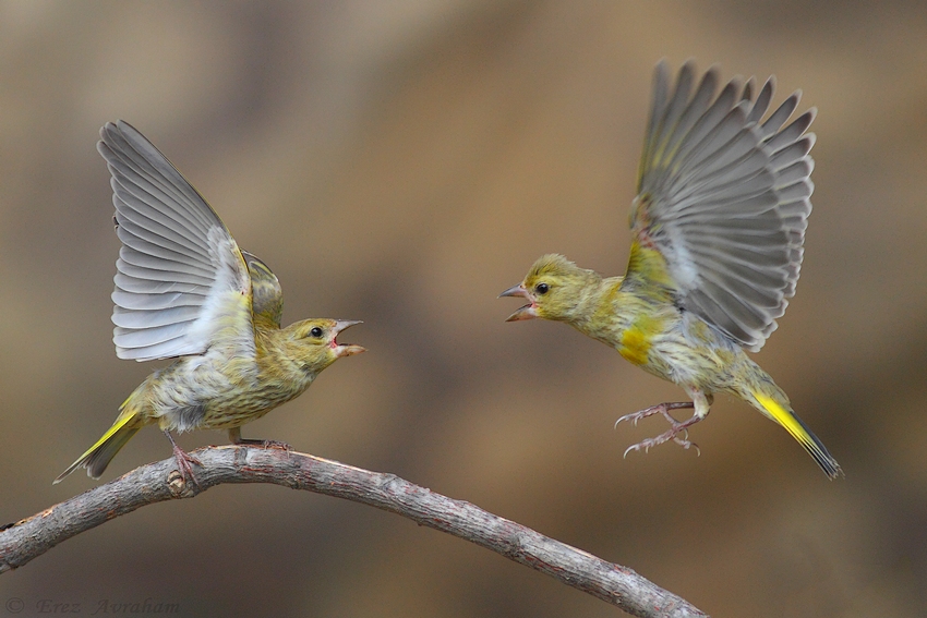 © erez avraham - European Greenfinch