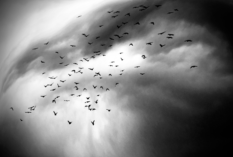 © Leonard Petraru - black birds