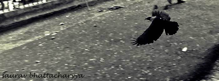 © Saurav Bhattacharyya - crow flying