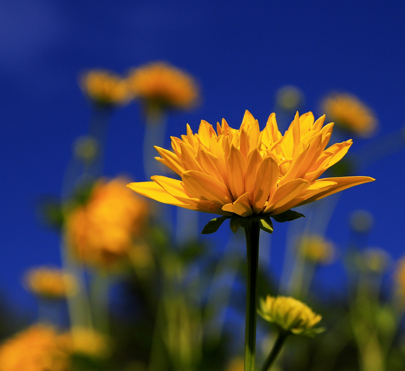 © Aina Jerstad - Yellow