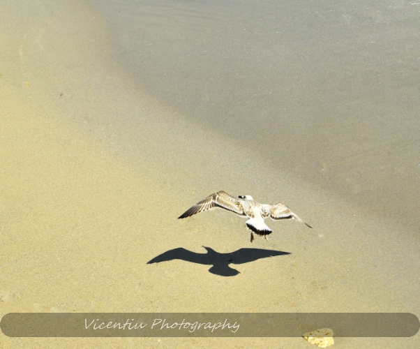 © Vicentiu Horincar - Flying seagull