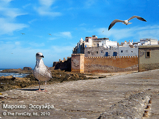 © Igor Shipovsky - Gulls over Medina • Maroc, Essaouira