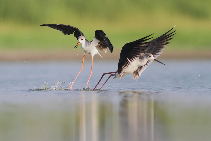 © erez avraham - stilt