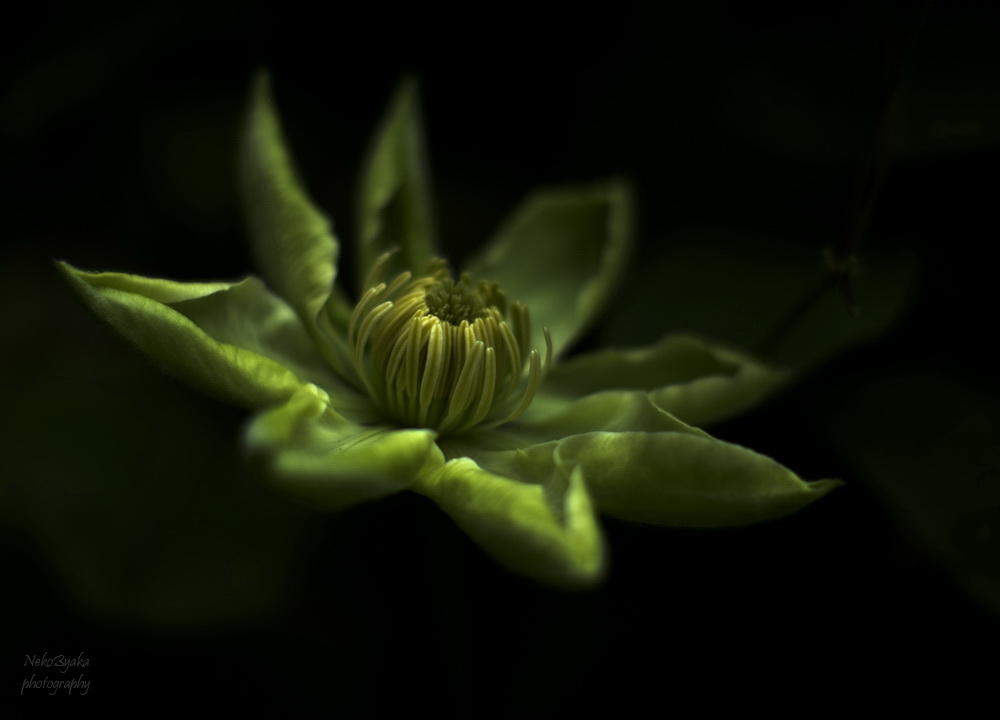 © Энжи Мамакова - Twilight Flower