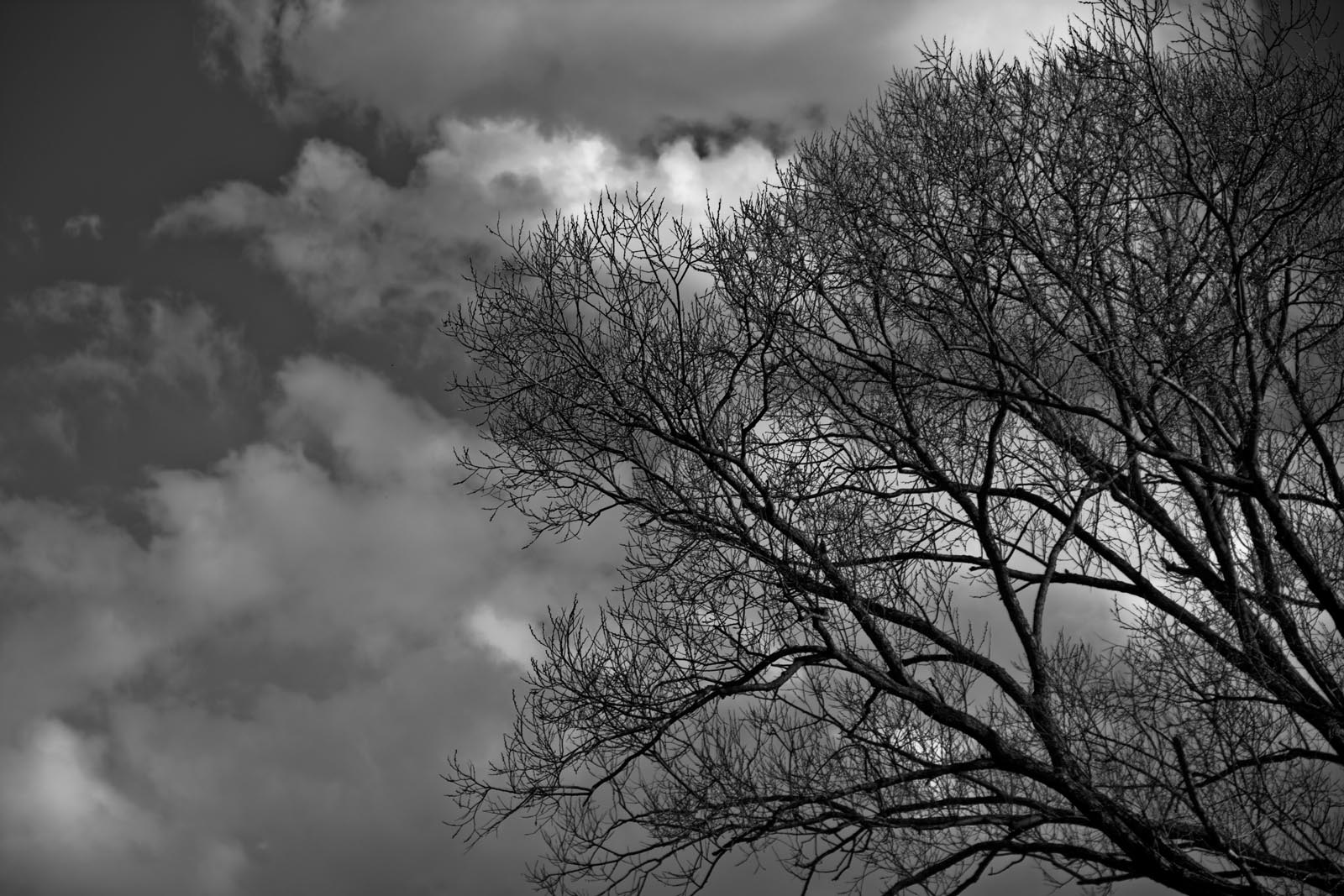 © Ilnur Zakirov - Мрачное дерево