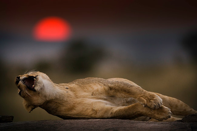 © Paco Feria - Masai Mara the lioness
