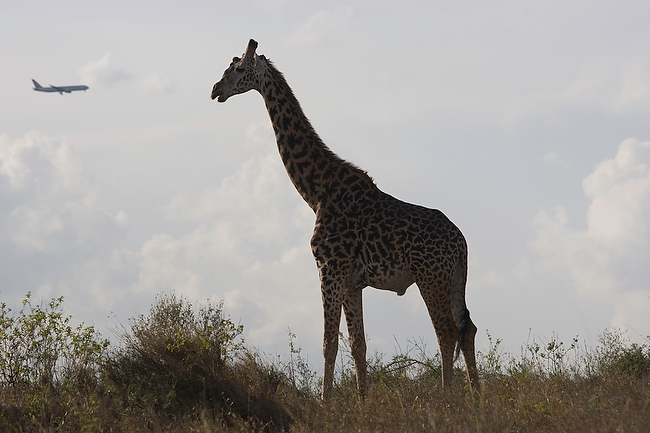 © Paco Feria - Nairobi national park, Kenya