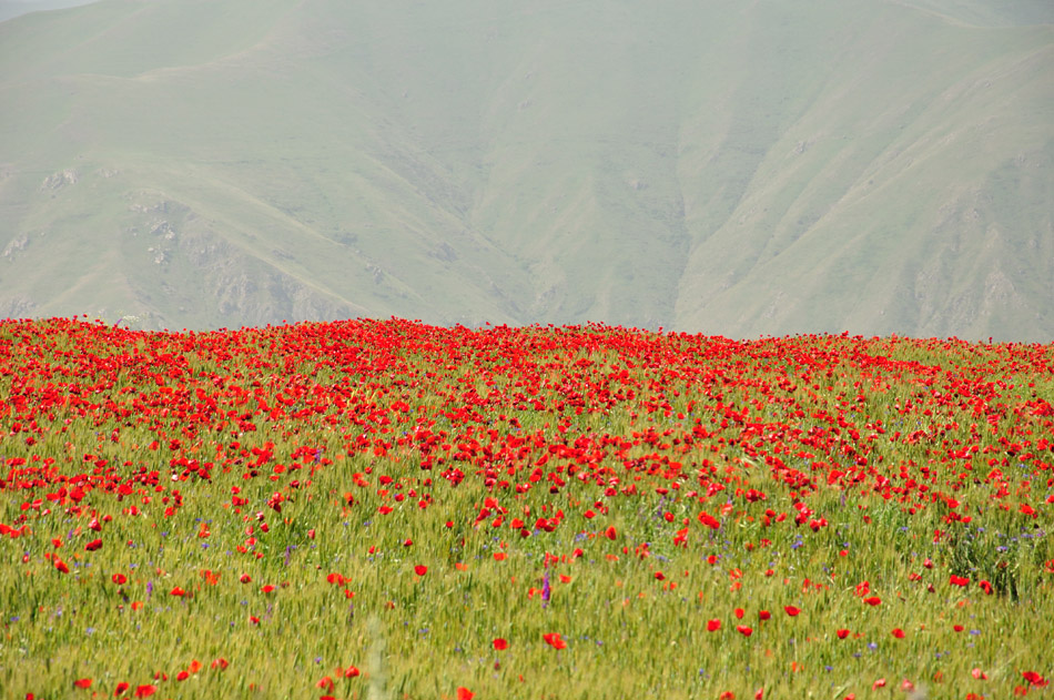 © Khachatur Martirosyan - Armenia