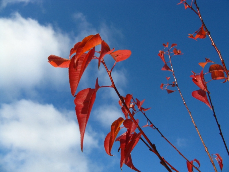 © Anna Bukina - RED AND DARK BLUE