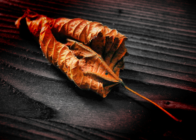© Petr Nikl photographer Prague - Leaf