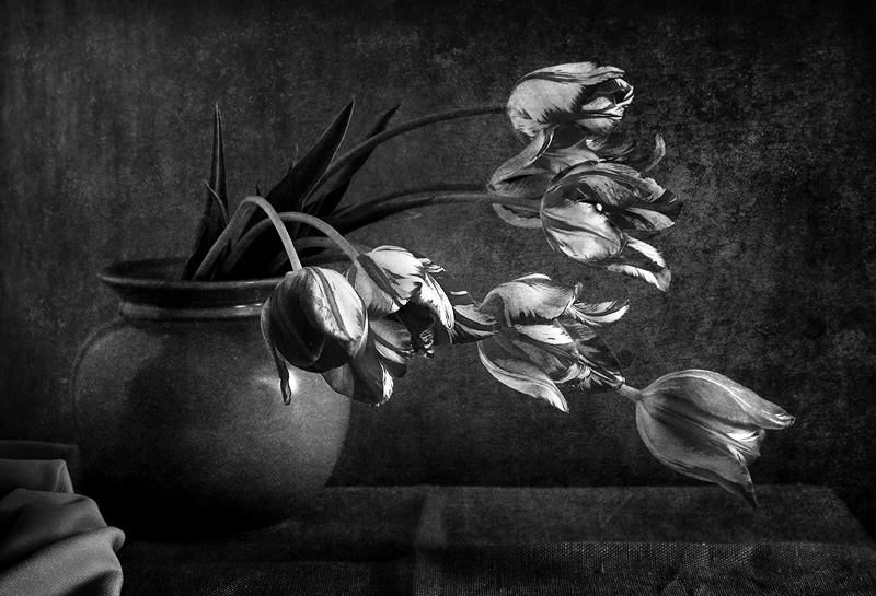© Matild Balogh - Tulips