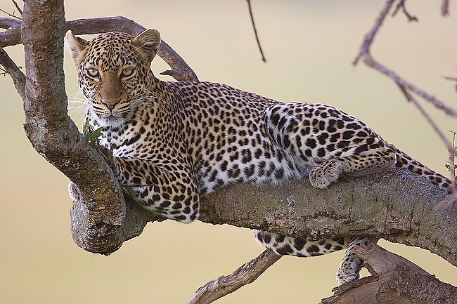 © Paco Feria - Leopard, Masai Mara