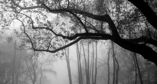 © STEVEN HUMPHREY - foggy morn
