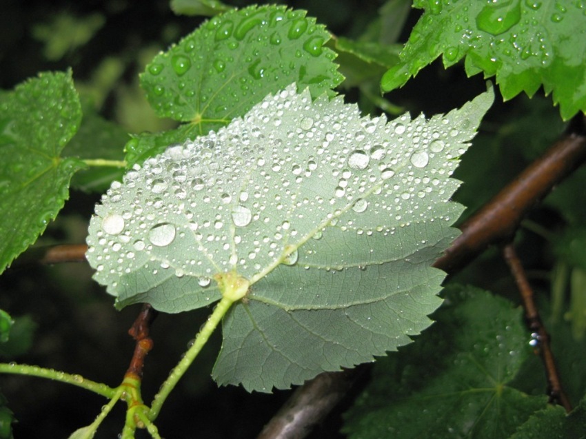 © Anna Bukina - AFTER THE RAIN