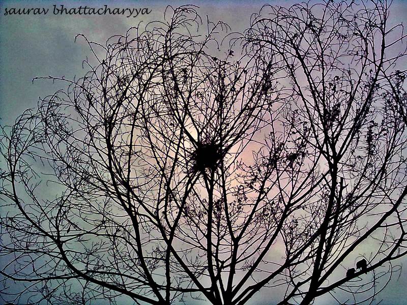 © Saurav Bhattacharyya - a tree with all