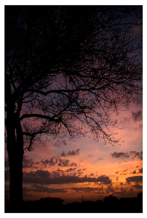© STEVEN HUMPHREY - sunset through the trees