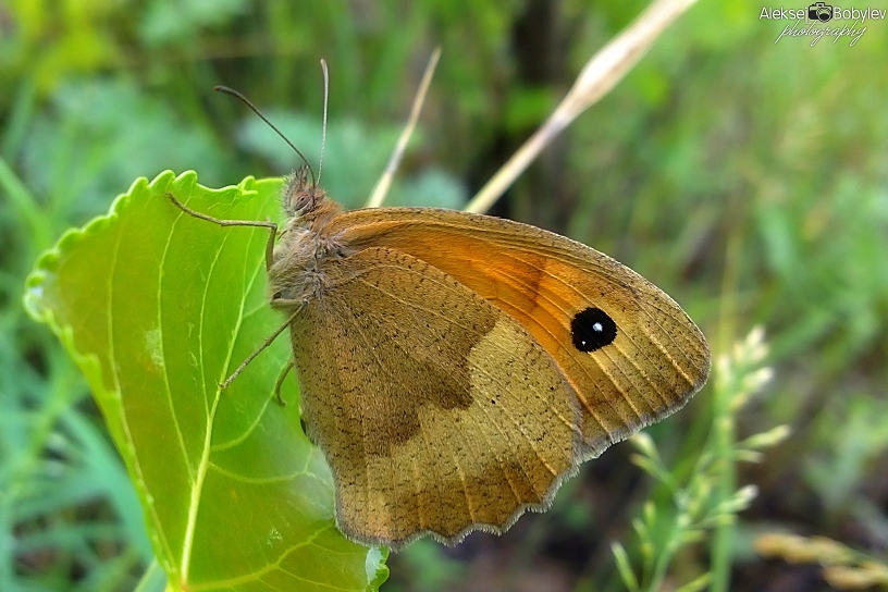 © Алексей Бобылёв - Butterfly