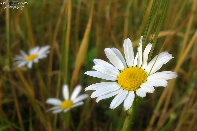 © Алексей Бобылёв - Daisies-2