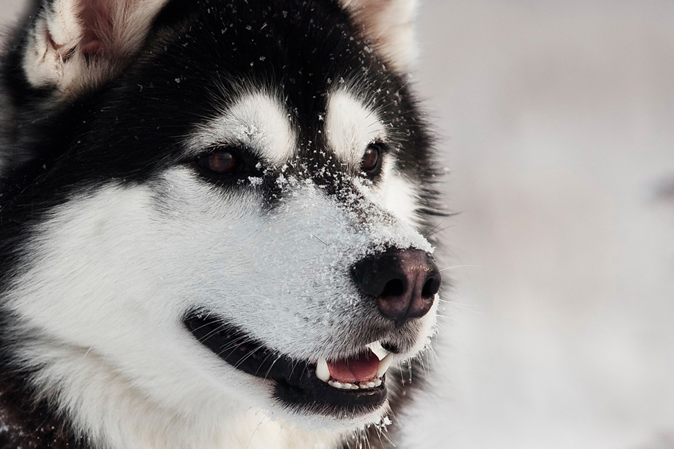 © Сергей Ларичев - Siberian Huskies