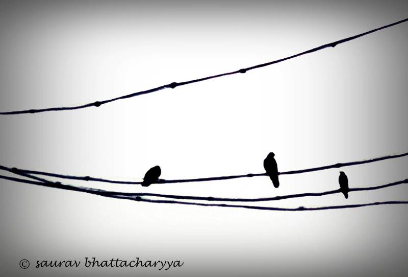 © Saurav Bhattacharyya - birdy birdy - we 3 are family