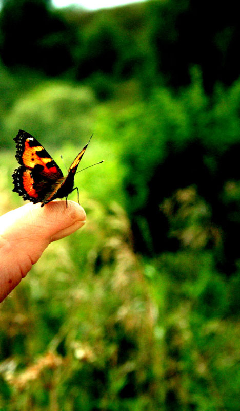 © Polina Dolbina - summer