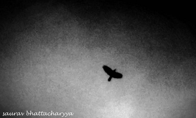 © Saurav Bhattacharyya - fly like it