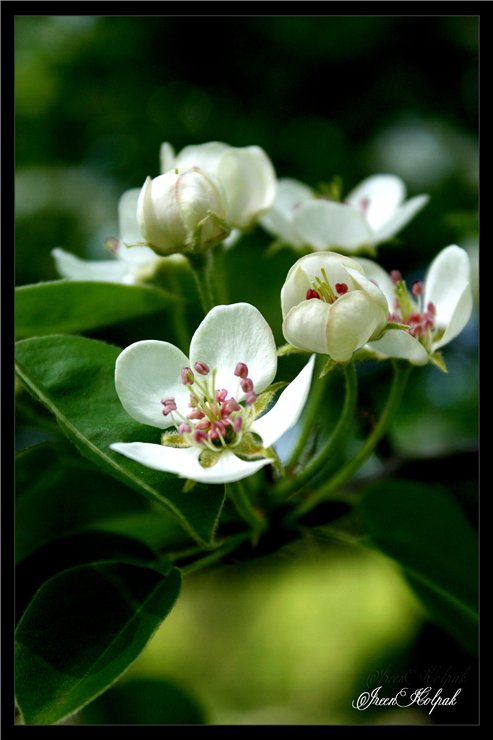 © Ireen Kolpak - Pear tree