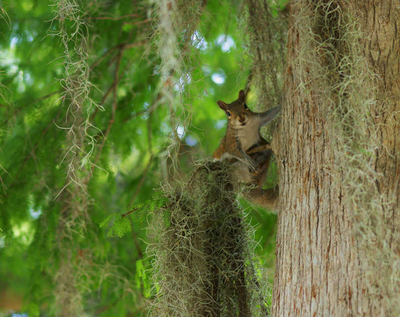 © Halyna Malone - Squirrel