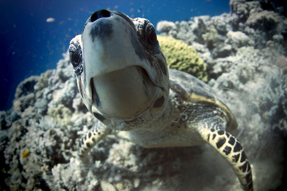 © HOREN STALBE - Green sea turtle
