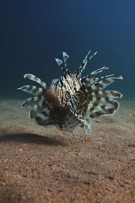 © HOREN STALBE - Majestic Lion Fish