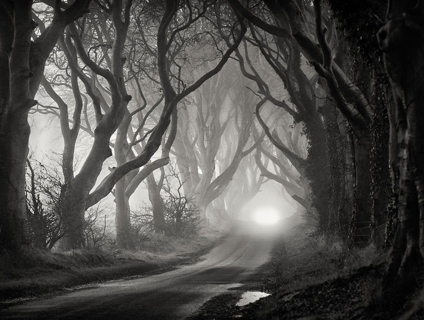 © Gary McParland - The Dark Hedges