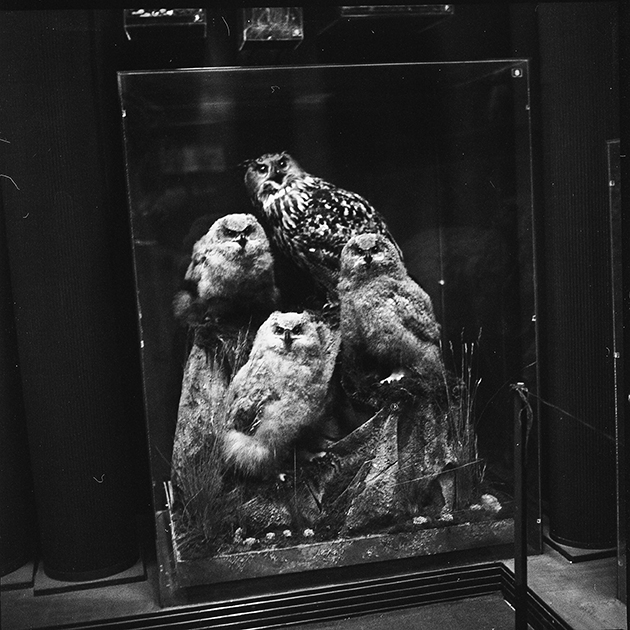 © Andrey Sorokin - Owls Are Not What They Seem / Совы не то, чем они кажутся