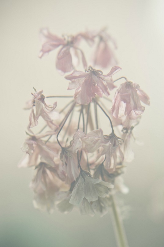 © Tatyana Lebedeva - mother's geranium