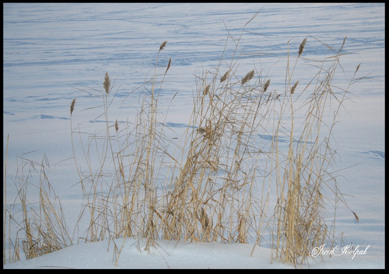 © Ireen Kolpak - winter loneliness