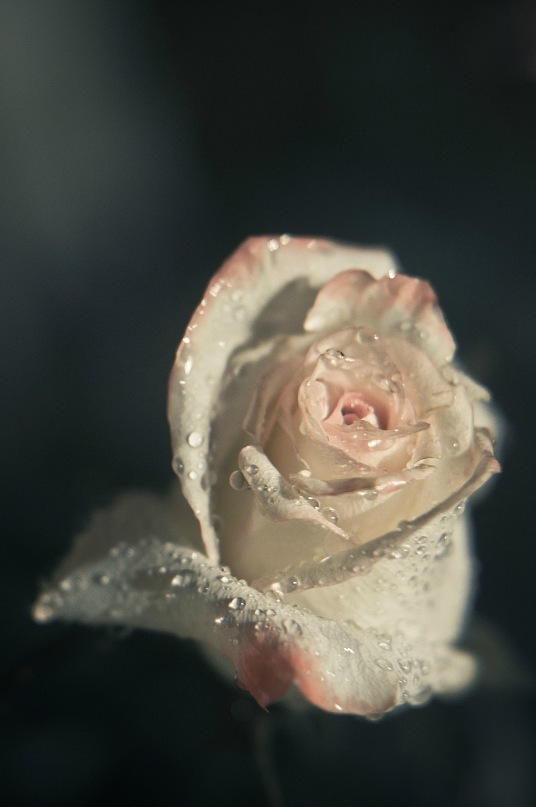 © Tatyana Lebedeva - rose loves tears