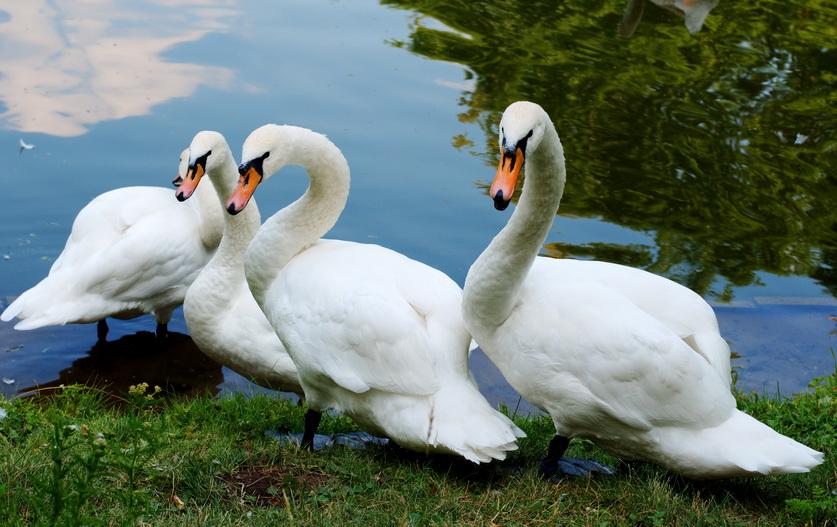 © o. w. - Swans