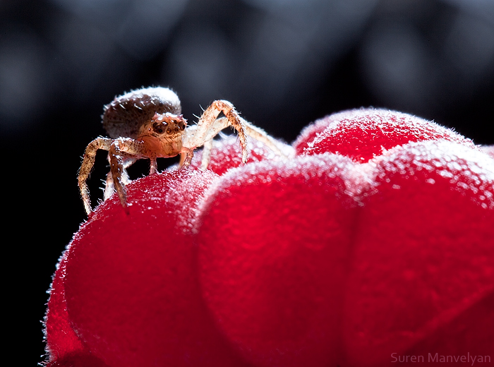 © Suren Manvelyan - Raspberry fan